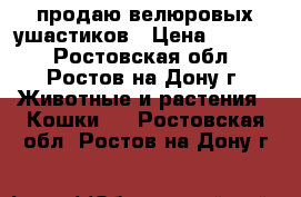 продаю велюровых ушастиков › Цена ­ 3 000 - Ростовская обл., Ростов-на-Дону г. Животные и растения » Кошки   . Ростовская обл.,Ростов-на-Дону г.